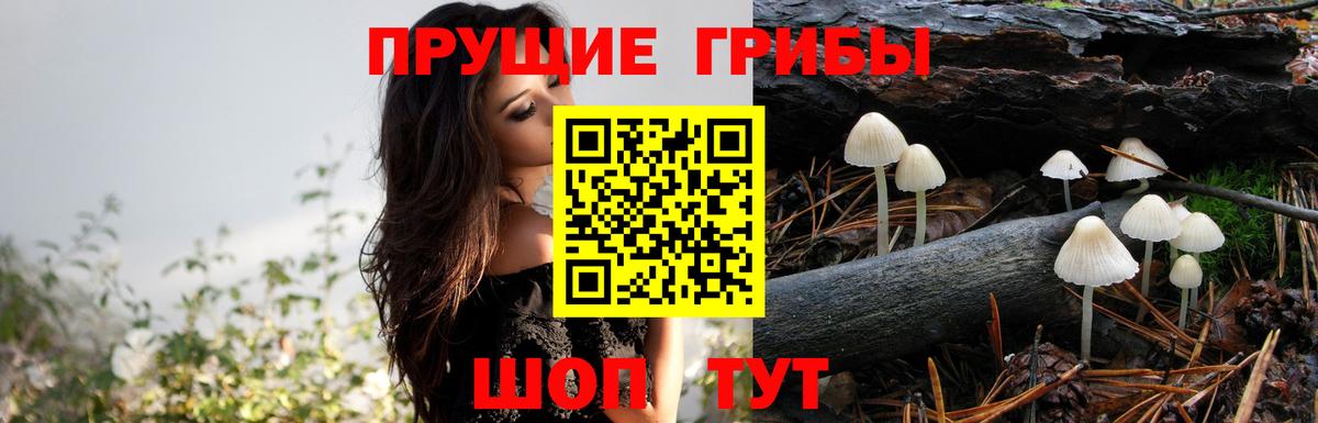 Псилоцибиновые грибы Psilocybe  Галлюциногенные грибы Psilocybe  цена   Балашов 